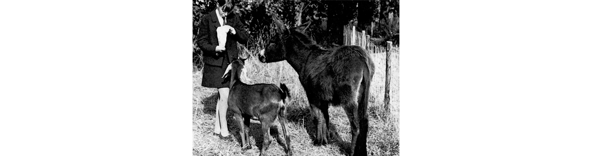 The little donkey and goat were a gift from the Fawcett family to Berkhamsted Girls in 1969.
They were named Festina and Lente, taken care of by the girls and quickly became a cherished part of the school scene.
One girl described them as the "school motto on legs".